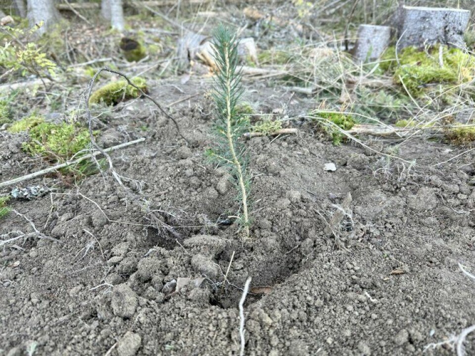 After a forest is harvested, the landowner is obligated to ensure that new forest grows. This occurs either through natural regeneration or tree planting. Planting ensures fast and uniform establishment of new forest.