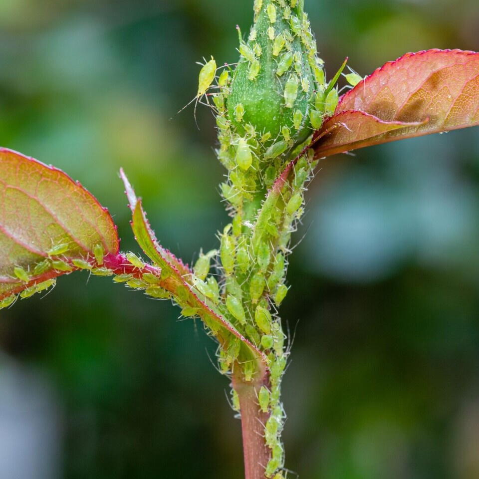 How to deal with aphids