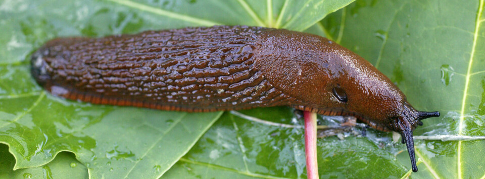 Three tips to get rid of Spanish slugs
