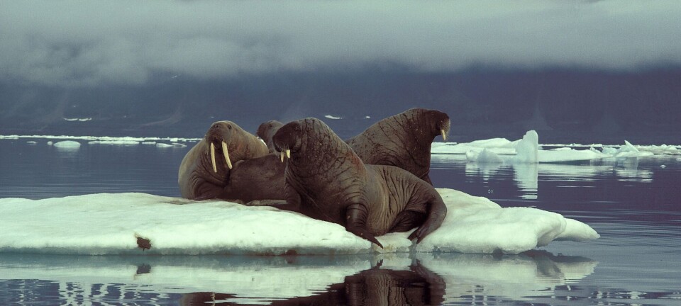 Unlocking the secrets of Viking and medieval walrus tusk trade