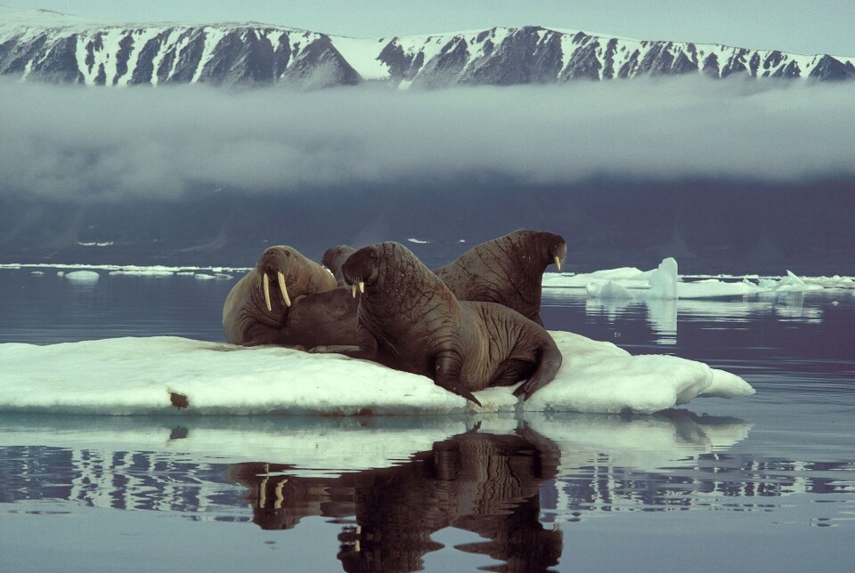 Walruses basking on an ice floe off the northwestern coast of Greenland. Research into the walrus tusk trade shows that as hunting pressures from Norse settlers in Greenland intensified, the hunters had to go farther and farther north to get the animals.