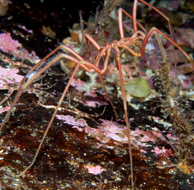 Sea spiders are missing a body part. Researchers now know why