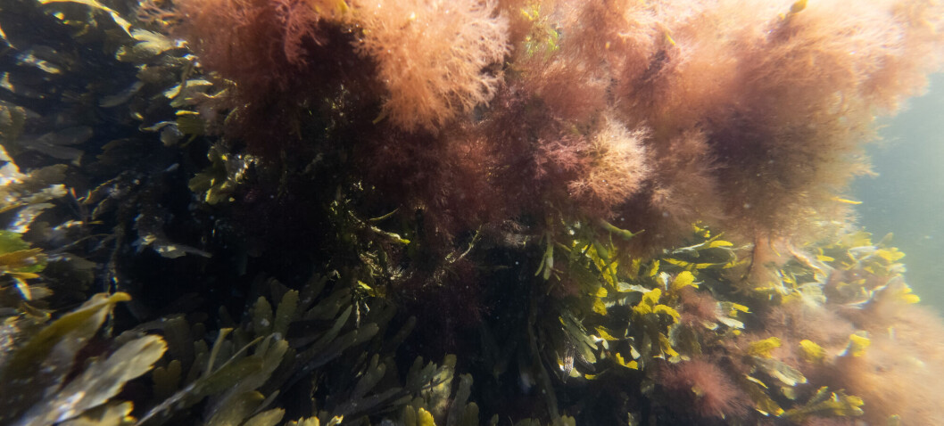 Unusually warm sea: 'This affects all of Scandinavia. It's extreme'