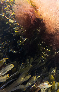 Unusually warm sea: 'This affects all of Scandinavia. It's extreme'