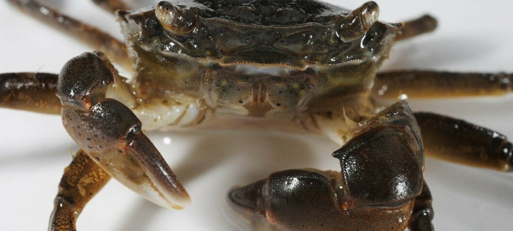 Several foreign species now live in Norwegian waters: 'Warm summers give them a boost'