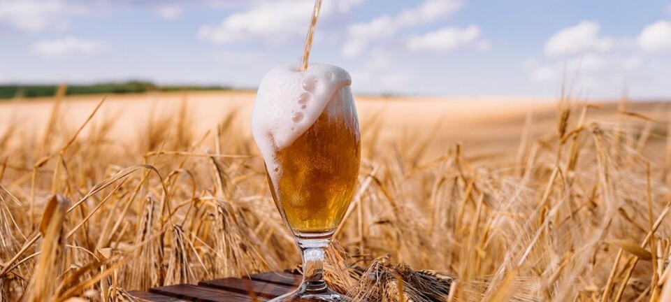Beer residues can give us useful fats and medicines