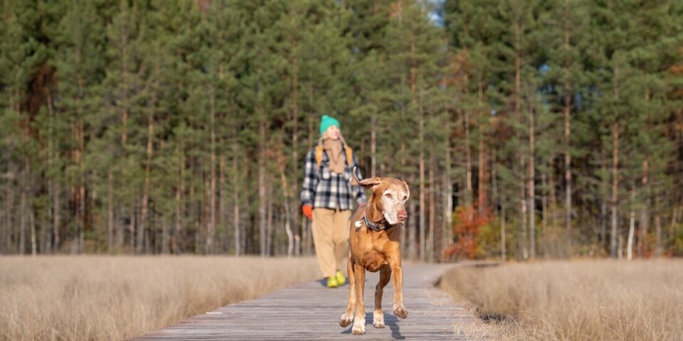 Walking can help prevent back pain. Duration matters more than intensity.