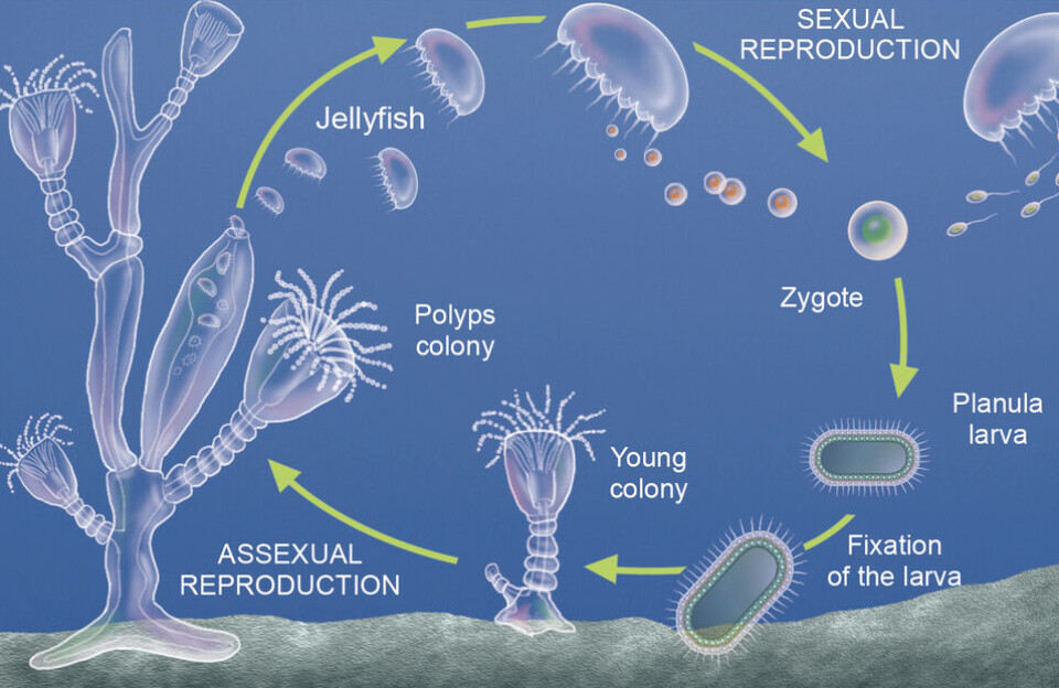 Jellyfish reproduction is complex. They reproduce both sexually and asexually, and every stage is influenced by factors like temperature and ocean conditions. These influences play a major role in determining how many jellyfish appear in a given summer season.