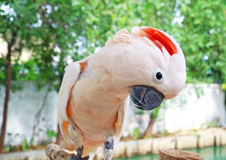 How to Treat Bird Sunburn: Effective Tips to Soothe Your Pet Quickly