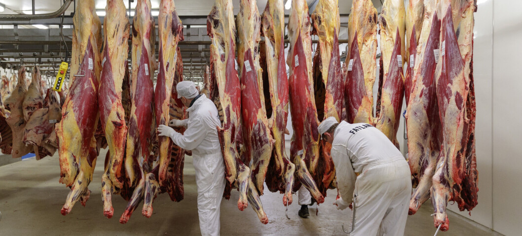 Where does all the blood from slaughtered animals go?