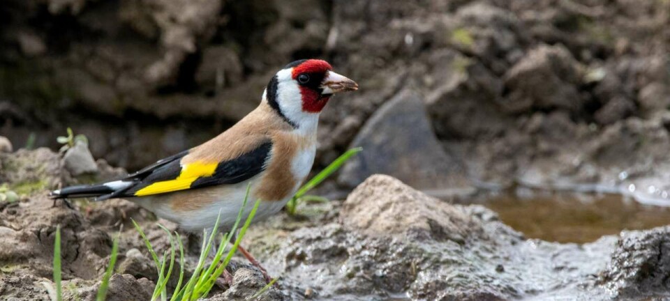 This colourful bird is thriving in Norway
