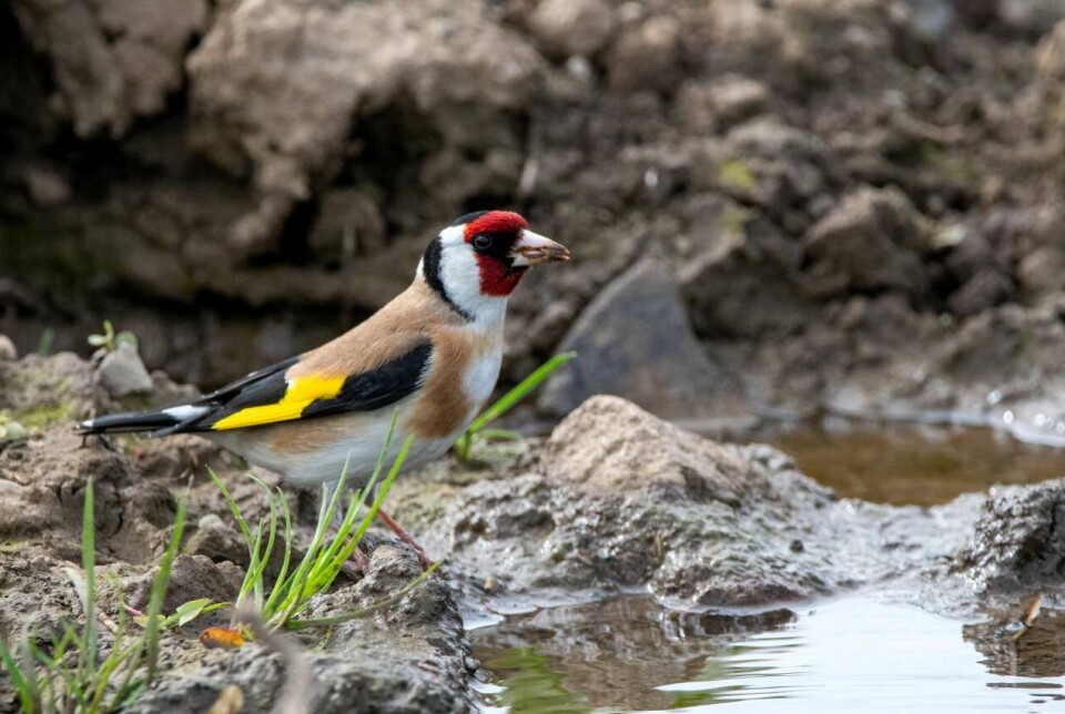 The European goldfinch is easy to recognise by its red face and bold yellow wing bars.