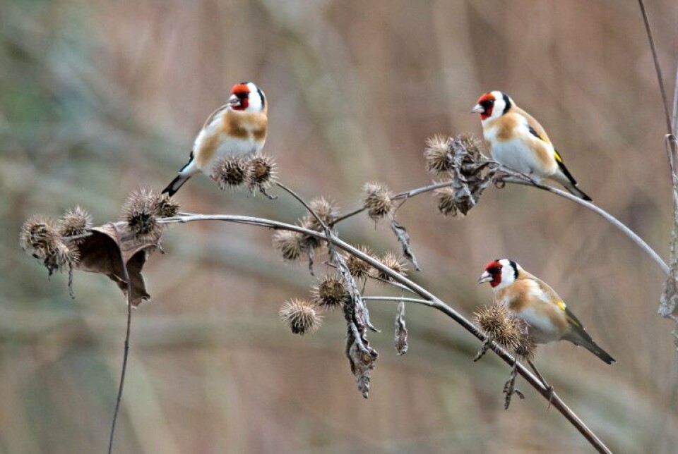 European goldfinches eating seeds from thistles and burdock plants are an increasingly common sight in Norway.