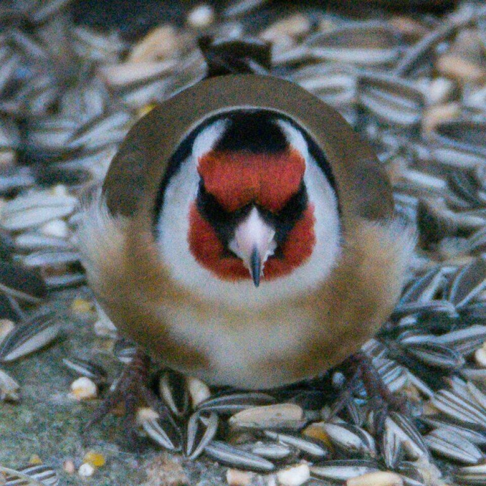 In recent years, the European goldfinch has become more common at feeding stations during winter.
