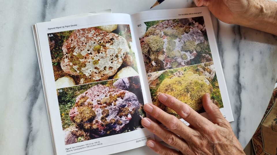 Sigmund Hågvar shows us how algae, lichen, and moss gradually spread across one of the rocks over a period of 14 years. The six rocks were not entirely bare when the experiment started, but the researchers believe they still gained a clear picture of the overall development. Nærbilde av tidsskriftet hvor Sigmund Hågvar viser fire bilder av samme stein med gradvis mer vekst av lav og mose.