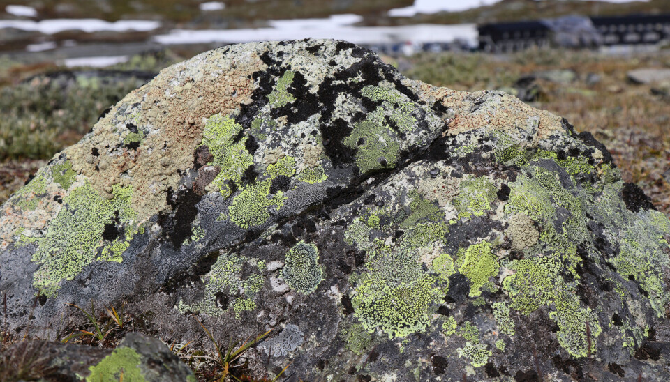 The yellow-green lichen is called map lichen. Here on a stone in Jotunheimen. En stein på fjellet med flekker av gulgrønnlav og små vekster av mørkegrønn mose.