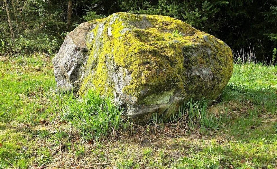 How long does it take for a rock to become covered in moss?
