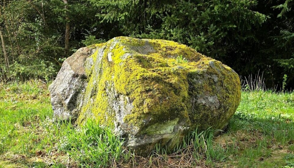 For years, this rock has been a battleground for algae, lichen, and moss. En stor stein dekket med mose.