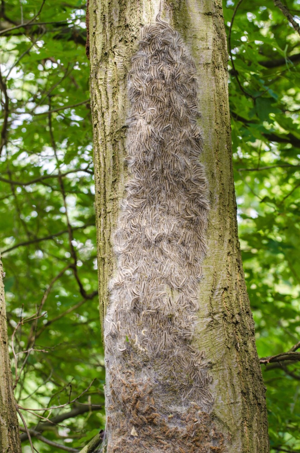 A large colony of oak processionary moths on a tree.