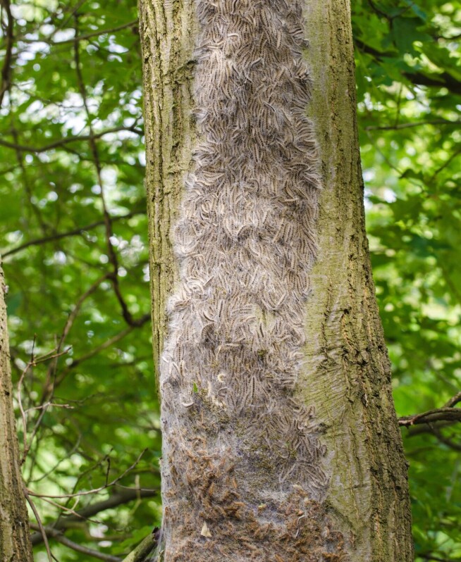 Toxic to humans – spreading across Europe