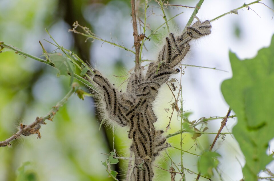 Here the caterpillars form a procession up the tree.