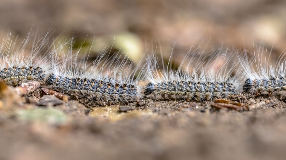 Oak processionary caterpillars in a row. They are covered in microscopic toxic hairs, which are not the long white hairs visible to the eye.