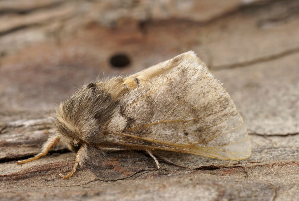 This is what the adult moth looks like after completing the pupal stage.
