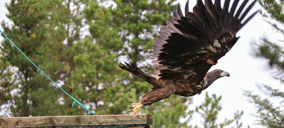 White-tailed sea eagles are breeding in Ireland again after more than a century