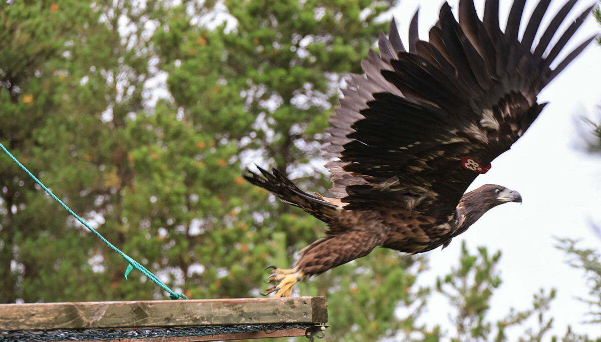 White-tailed sea eagles are breeding in Ireland again after more than a century
