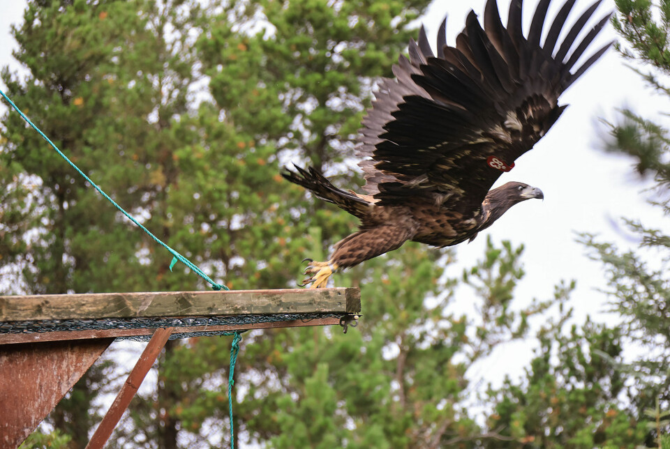The reestablishment of Ireland’s white-tailed eagle population has been a success. This year’s eagle release in Killarney National Park marked the end of the project.