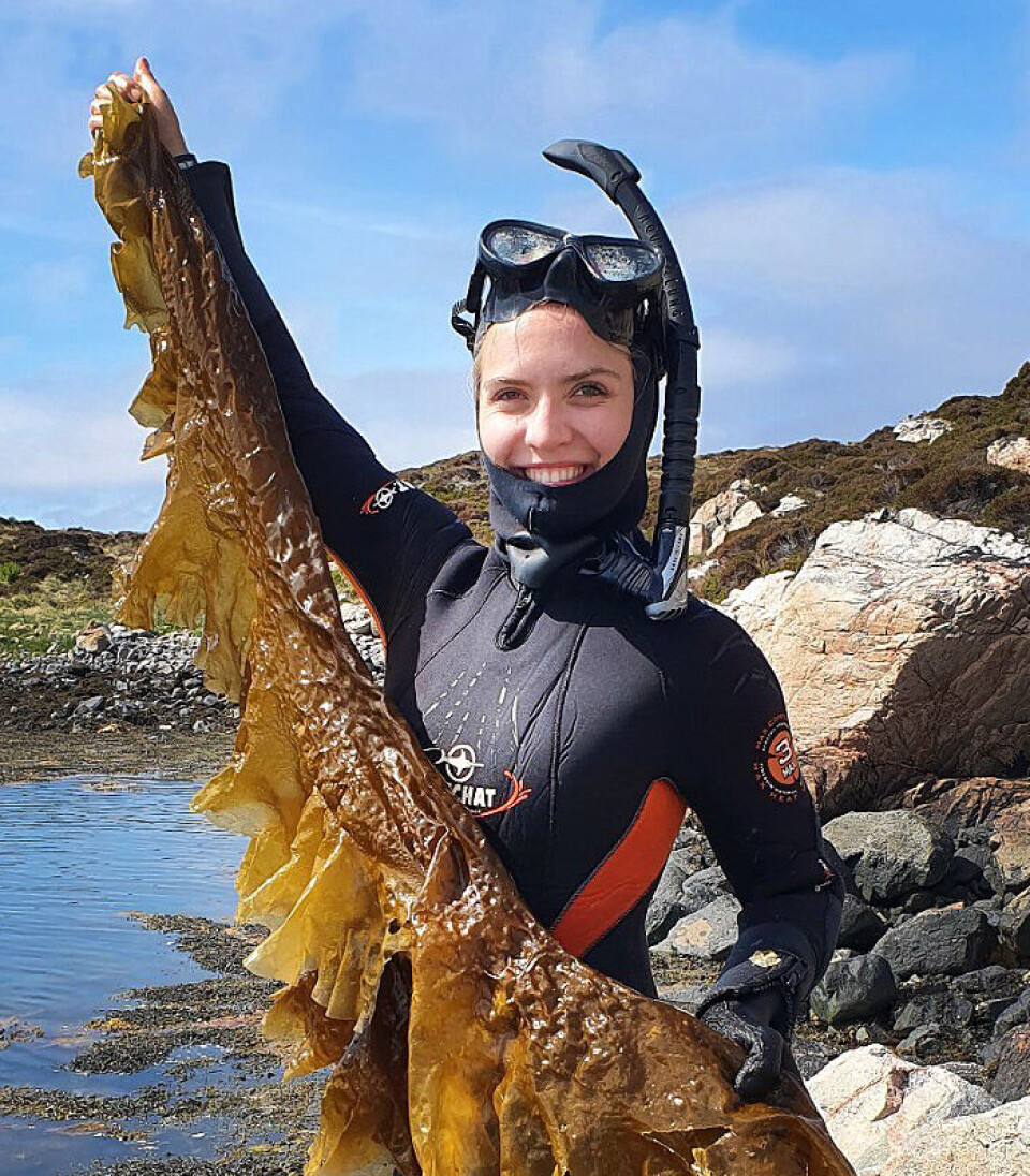 Katharina Nøkling-Eide works at SINTEF. She researches seaweed.