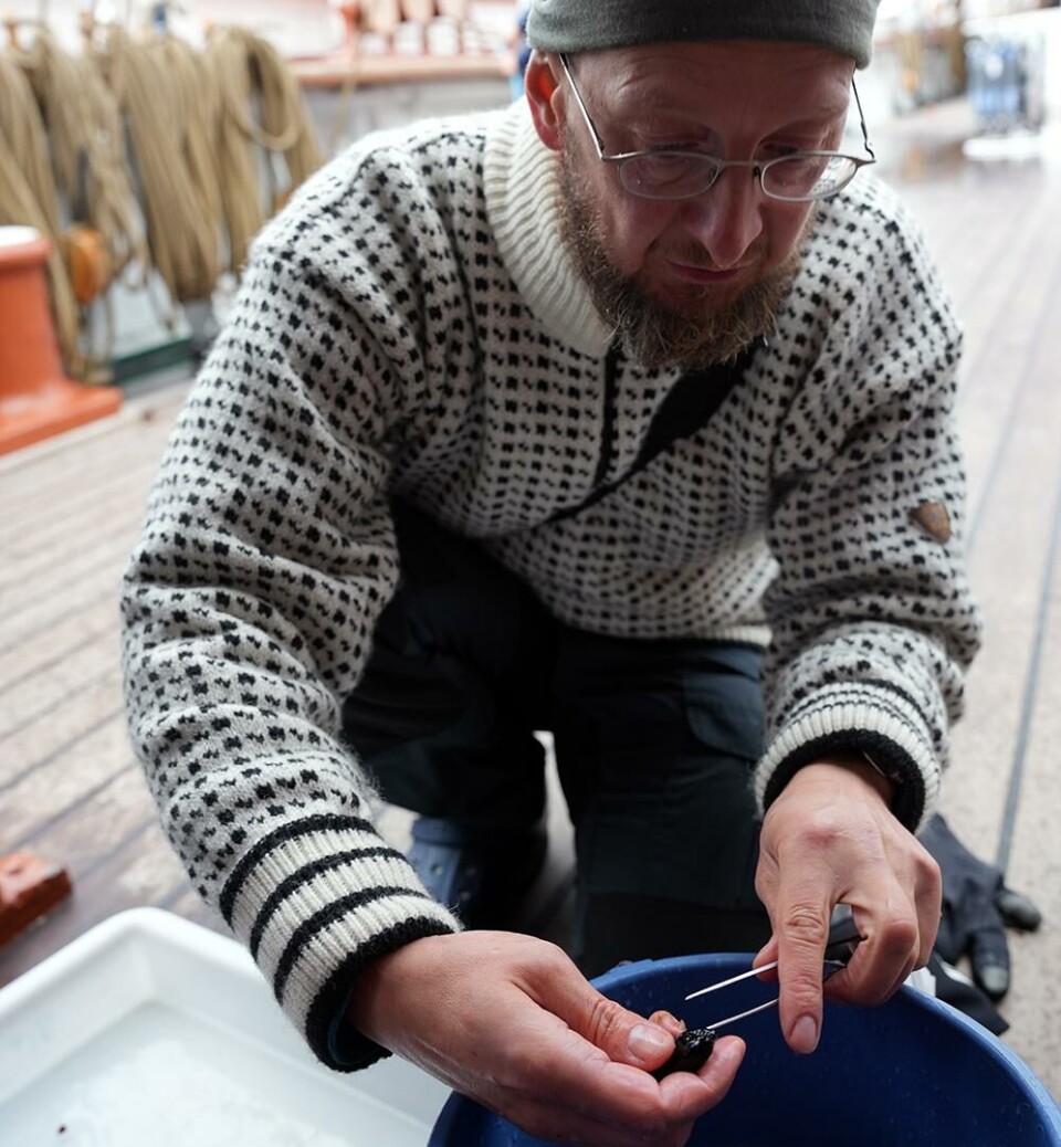 Andreas Altenburger, a researcher at the Arctic University Museum, studies the little creature.