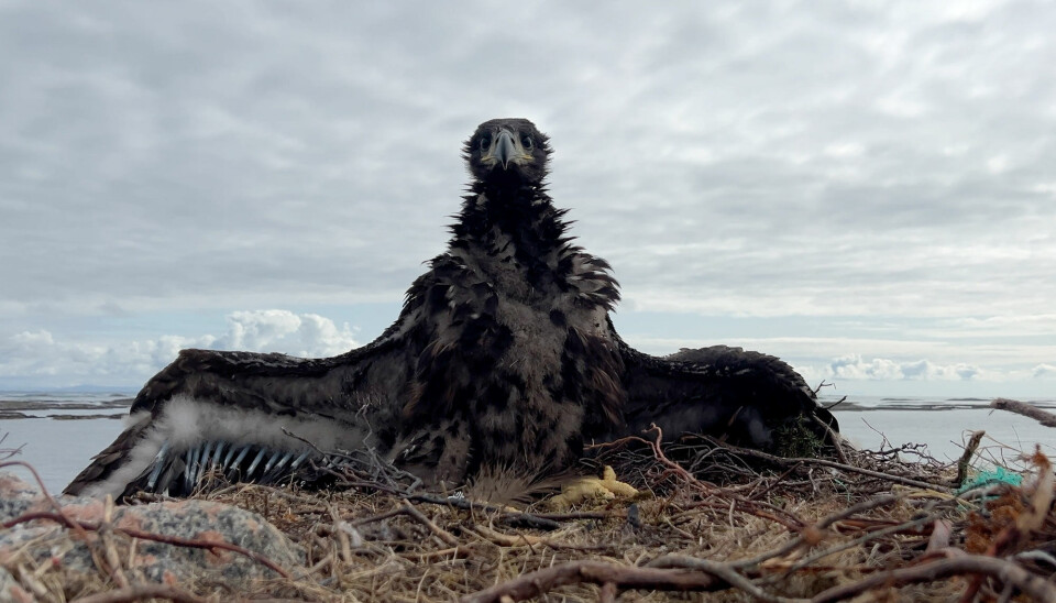 The white-tailed eagle chicks are collected from nests with at least two chicks. The chicks left behind are marked. This chick is about six weeks old and not yet able to fly.