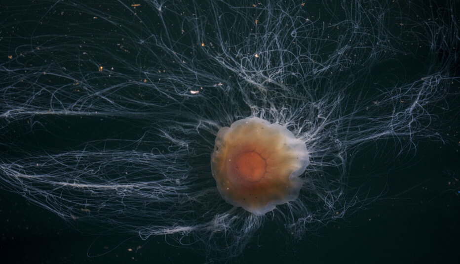No one really knows where the lion's mane jellyfish comes from