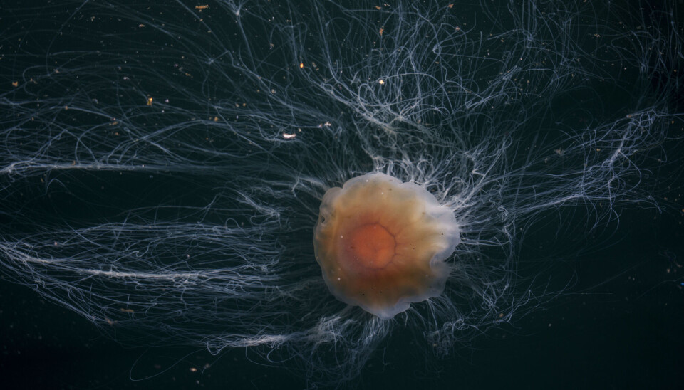 A lion's mane jellyfish (Cyanea capillata) with long tentacles drifts just below the surface of the sea on a warm July day in Oslo.