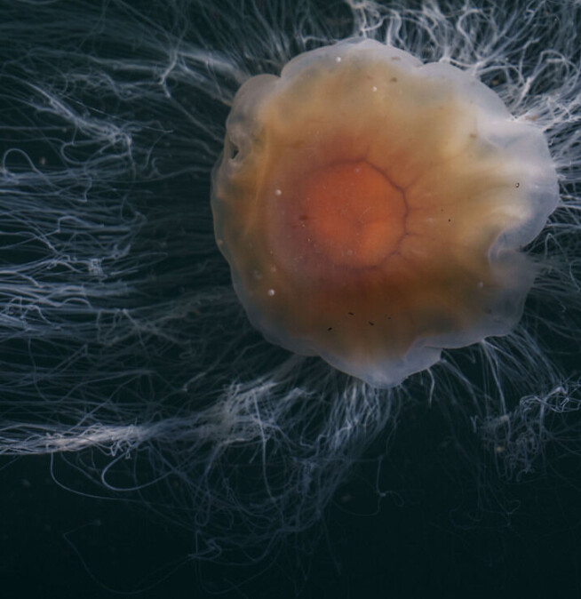 No one really knows where the lion's mane jellyfish comes from