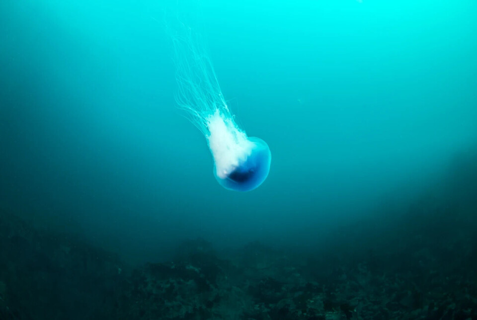 A blue jellyfish.
