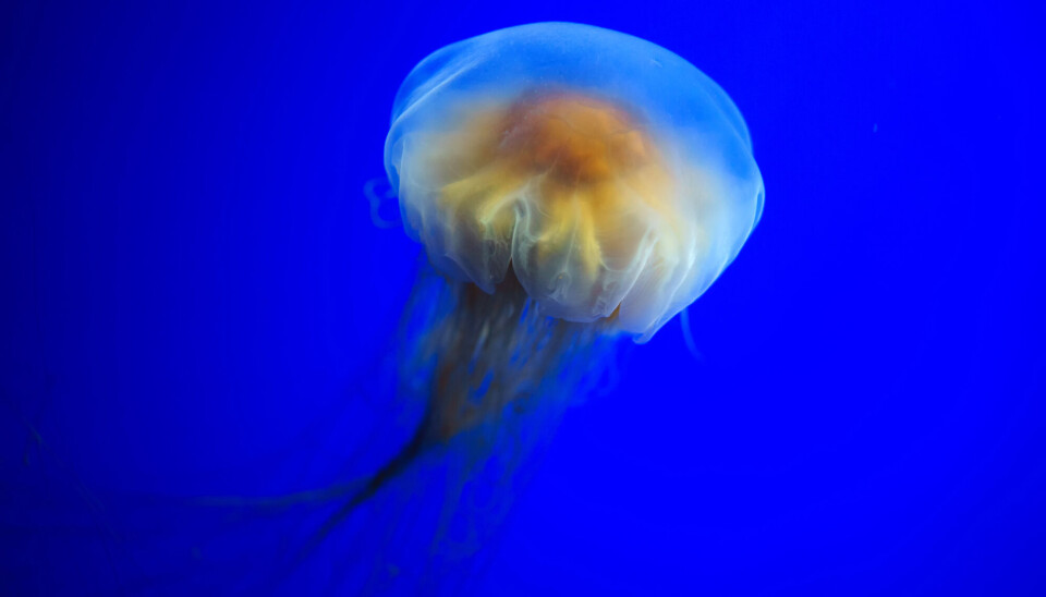 This is the largest jellyfish species in the world. Some specimens have been measured at more than two metres across, with tentacles stretching tens of metres long.