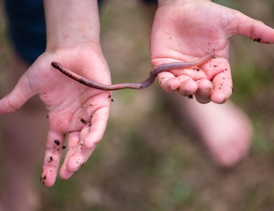 How do earthworms survive the winter underground?