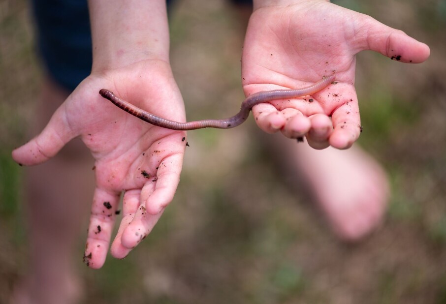 How do earthworms survive the winter underground?
