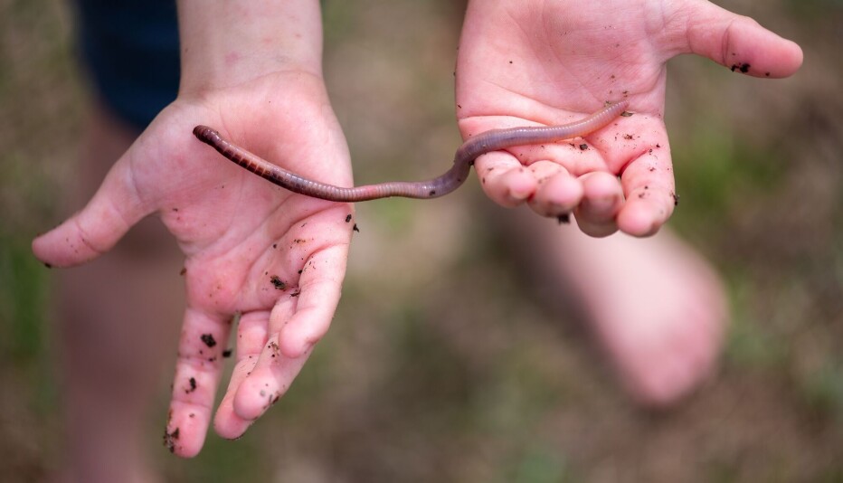 How do earthworms survive the winter underground?