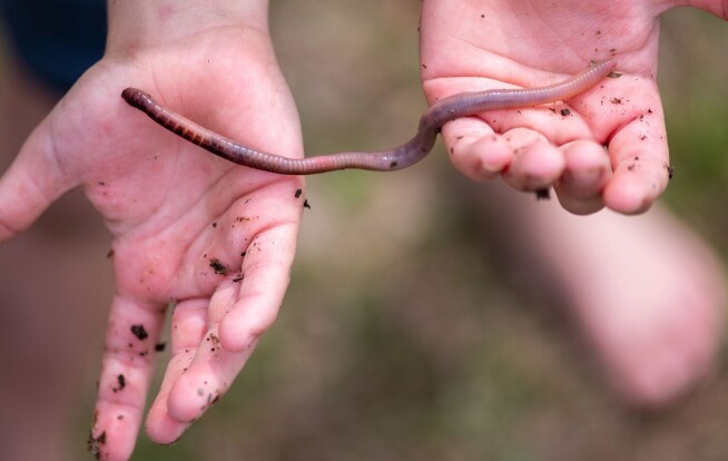 How do worms survive the winter underground?