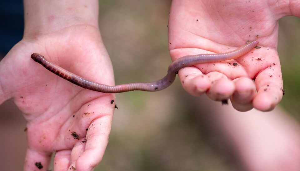 Earthworms live beneath the soil. Most grow just a few centimetres long, but some can reach up to 30 centimetres. To hender holder en meitemark.