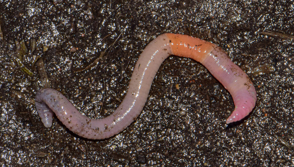 There are five different species of earthworm in Norway. This pink worm lives in meadows and in forests with deciduous trees. Nærbilde av meitemark.