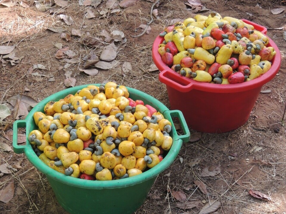 Freshly harvested cashew fruits in Guinea-Bissau. New trends in plant-based diets and the use of nuts as dairy alternatives have greatly increased the demand for cashew nuts.