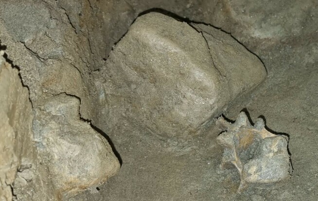 Found 46 animals from the Ice Age in a cave in Northern Norway:
'Extremely rare'