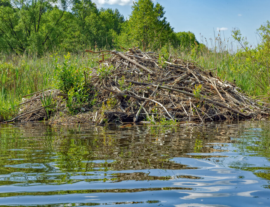 It's not just beavers that live in beaver lodges