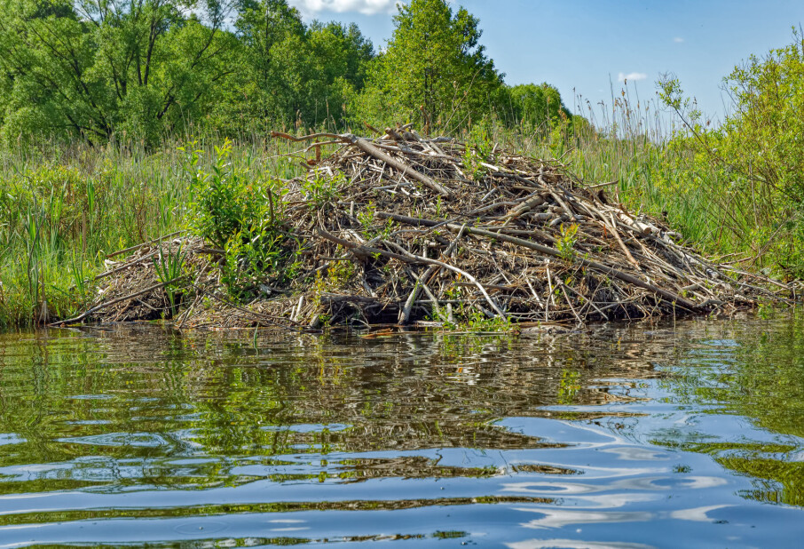 It's not just beavers that live in beaver lodges