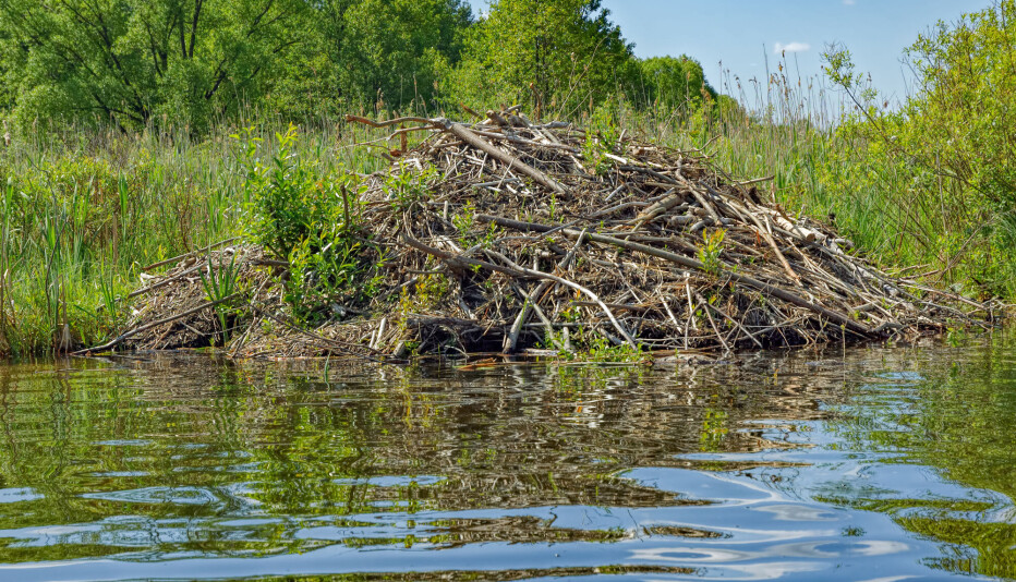 It's not just beavers that live in beaver lodges