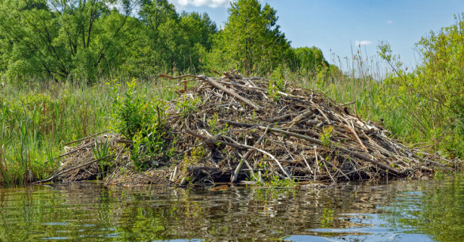 It's not just beavers that live in beaver lodges